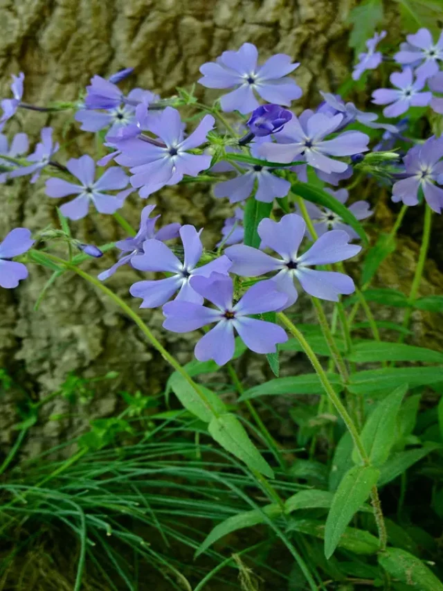8 Wildflowers That Are Naturally Stunning and Simple to Grow