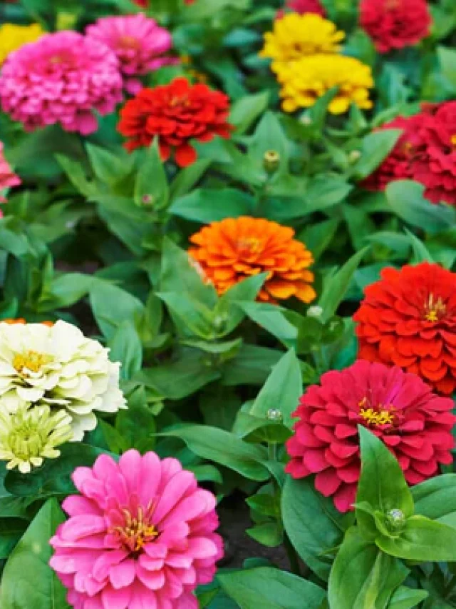 8 Best Flowers to Plant in Your Vegetable Garden