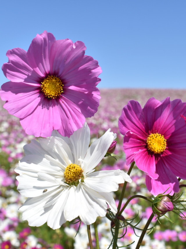 9 Must-Have Native Plants to Elevate Your Garden