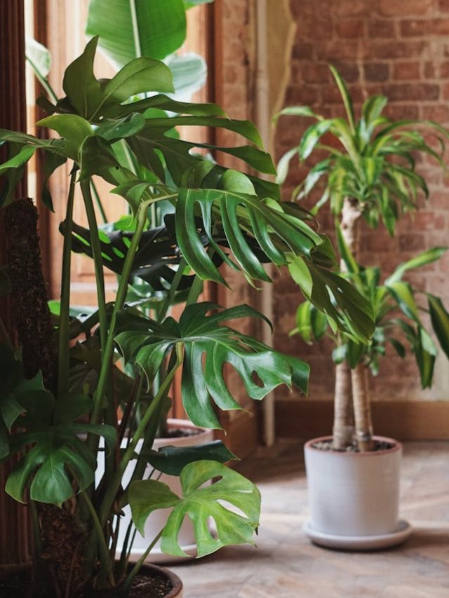 9 Must-Have Big Leaf Houseplants to Elevate Your Space