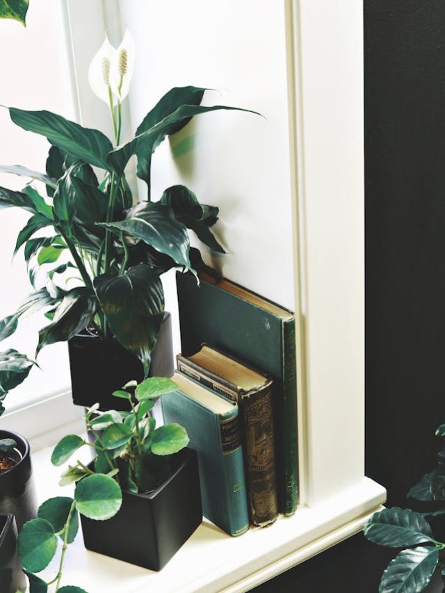 8 Easy-Care Houseplants Perfect for Every Home